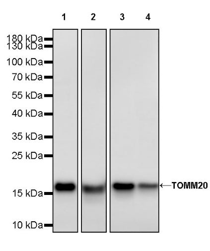 TOM20 Recombinant Rabbit mAb (SDT-2553-11)