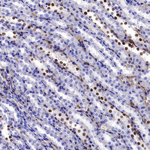 GATA3 Recombinant Mouse mAb (SDT-3180)