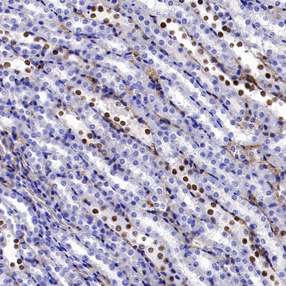 GATA3 Recombinant Mouse mAb (SDT-3180)