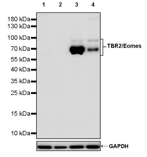 TBR2/Eomes Recombinant Rabbit mAb (S-1101-123)