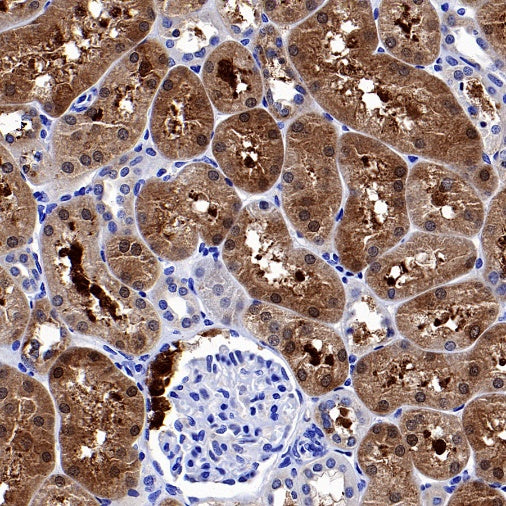 ATG12 Recombinant Rabbit mAb (S-1143-209)