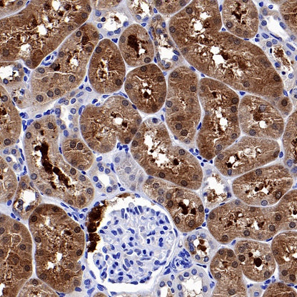 ATG12 Recombinant Rabbit mAb (S-1143-209)