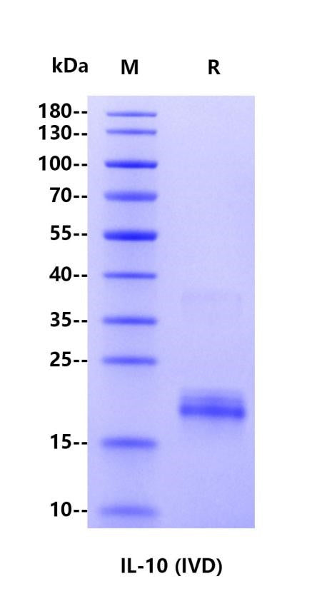 IL-10 His Tag Protein, Human