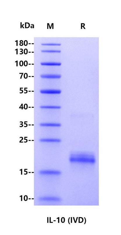 IL-10 His Tag Protein, Human