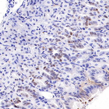 S-RMab® c-Myc Recombinant Rabbit mAb (SDT-R138)