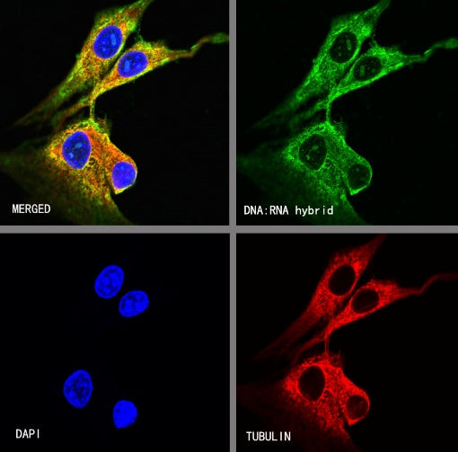 DNA:RNA hybrid Recombinant Mouse mAb (S-R180)