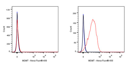 MGMT Recombinant Rabbit mAb,PBS Only (SDT-522-71)
