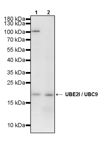 UBE2I / UBC9 Rabbit Polyclonal Antibody