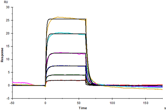 Nectin-1/PVRL1/CD111 Fc Chimera Protein, Human