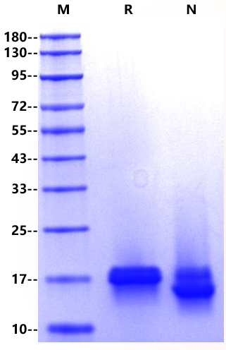 IL-36Rα Protein, Human