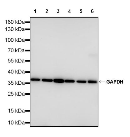 GAPDH Recombinant Mouse mAb (S-4721)