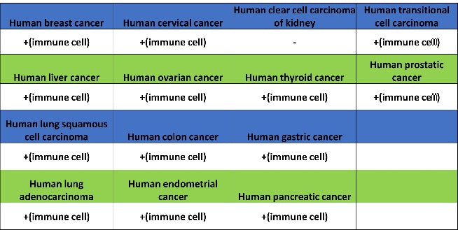 LY9/CD229 Recombinant Rabbit mAb (SDT-2393-47)