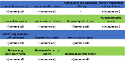LY9/CD229 Recombinant Rabbit mAb (SDT-2393-47)