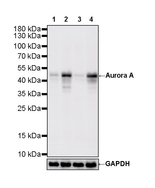 Aurora A Recombinant Rabbit mAb (S-5355)
