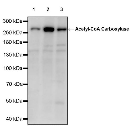 Acetyl-CoA Carboxylase Rabbit Polyclonal Antibody