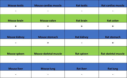 DCAMKL1 Recombinant Rabbit mAb (S-1705-76)
