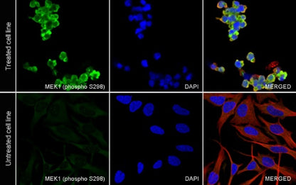 Phospho-MEK1 (Ser298) Recombinant Rabbit mAb (S-2487-19)