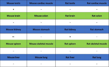 MYO7A Recombinant Rabbit mAb (S-2284-21)