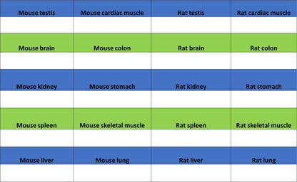 ISG15 Recombinant Rabbit mAb (S-5475)