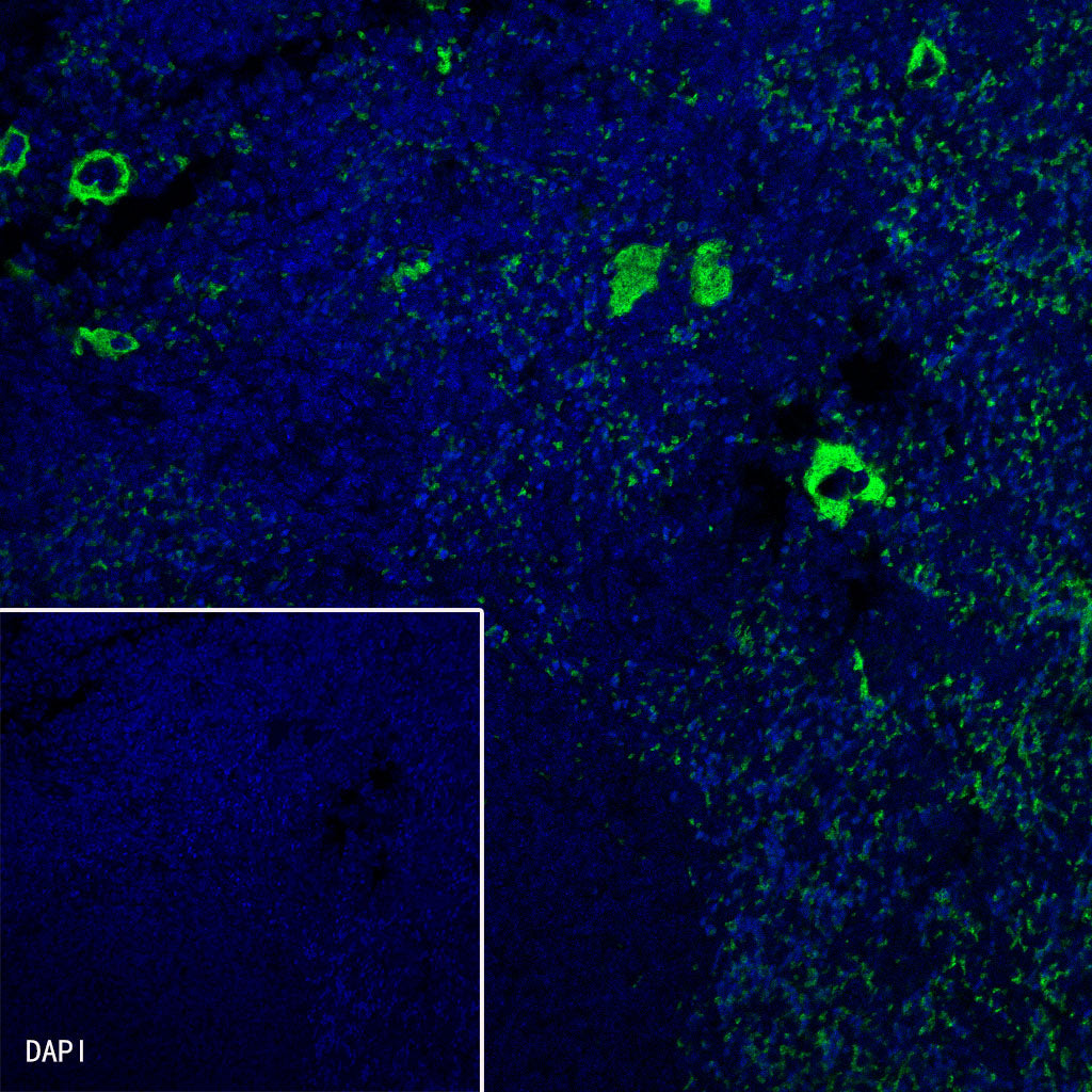 CD42b Recombinant Rabbit mAb (SDT-R147)