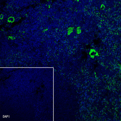 CD42b Recombinant Rabbit mAb (SDT-R147)