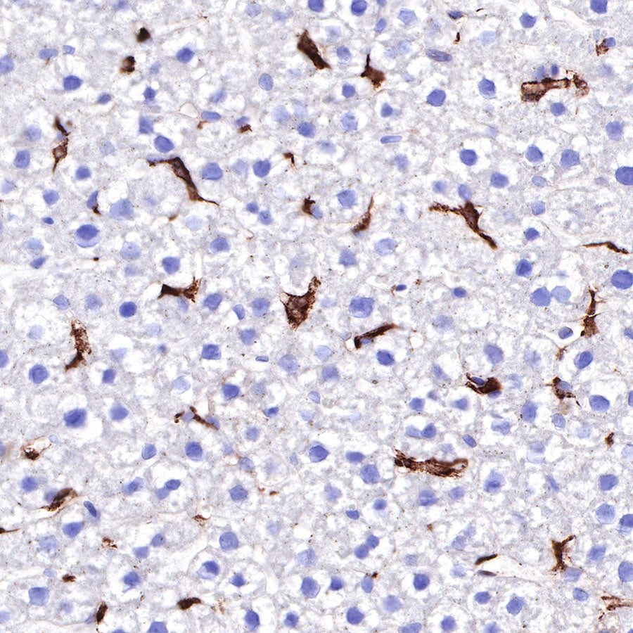 S-RMab® CD163 Recombinant Rabbit mAb,PBS Only (SDT-R164)
