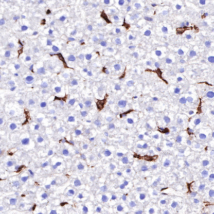 S-RMab® CD163 Recombinant Rabbit mAb,PBS Only (SDT-R164)