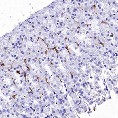 Collagen III Recombinant Mouse mAb (S-3838)