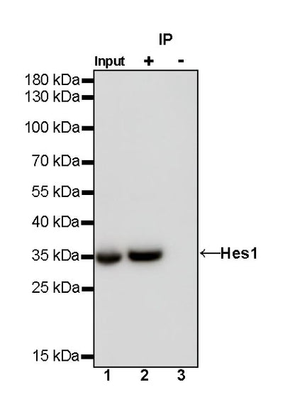 Hes1 Recombinant Rabbit mAb (S-780-211)
