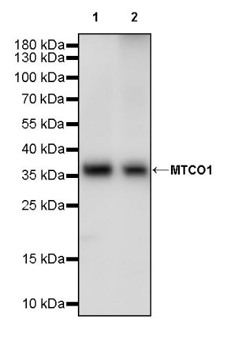 MTCO1 Recombinant Rabbit mAb (S-2205-28)