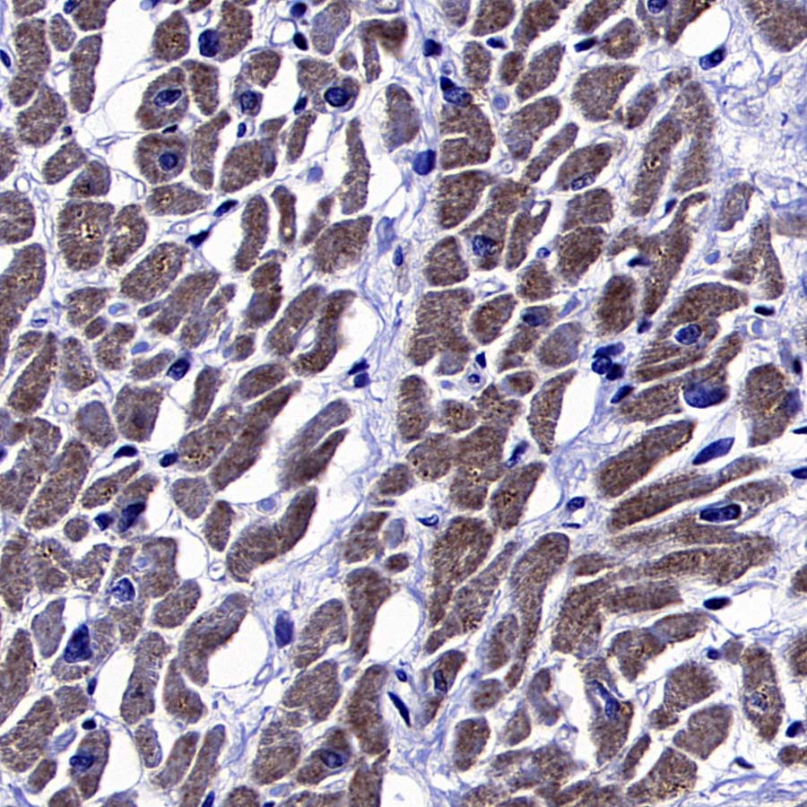 AKT1S1/PRAS40 Recombinant Rabbit mAb (S-4240-49)