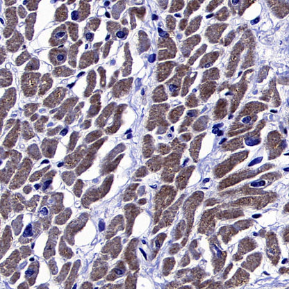AKT1S1/PRAS40 Recombinant Rabbit mAb (S-4240-49)