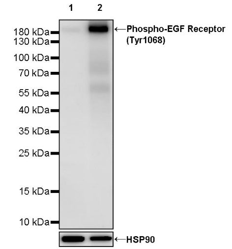 Phospho-EGFR (Tyr1068) Rabbit Polyclonal Antibody