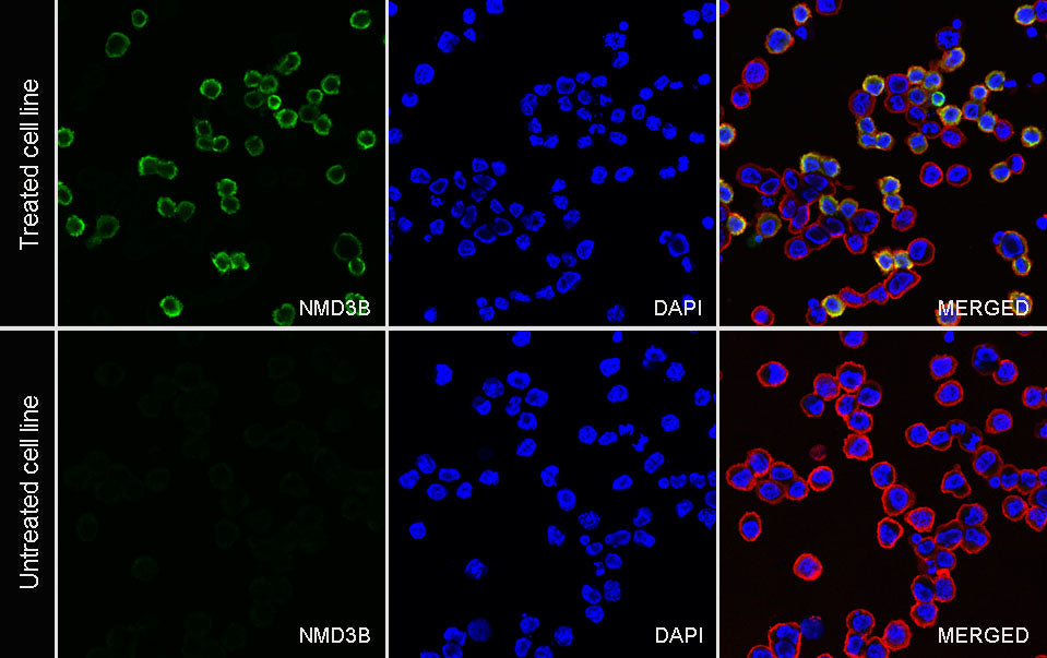 GluN3B Recombinant Rabbit mAb (S-2320-3)