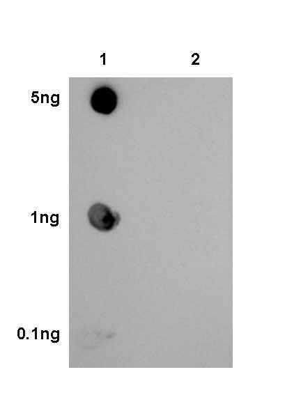 Tau (phospho T231) Recombinant Rabbit mAb (SDT-177-1)