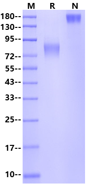 CD300g/Nepmucin/CLM9 Fc Chimera Protein, Human