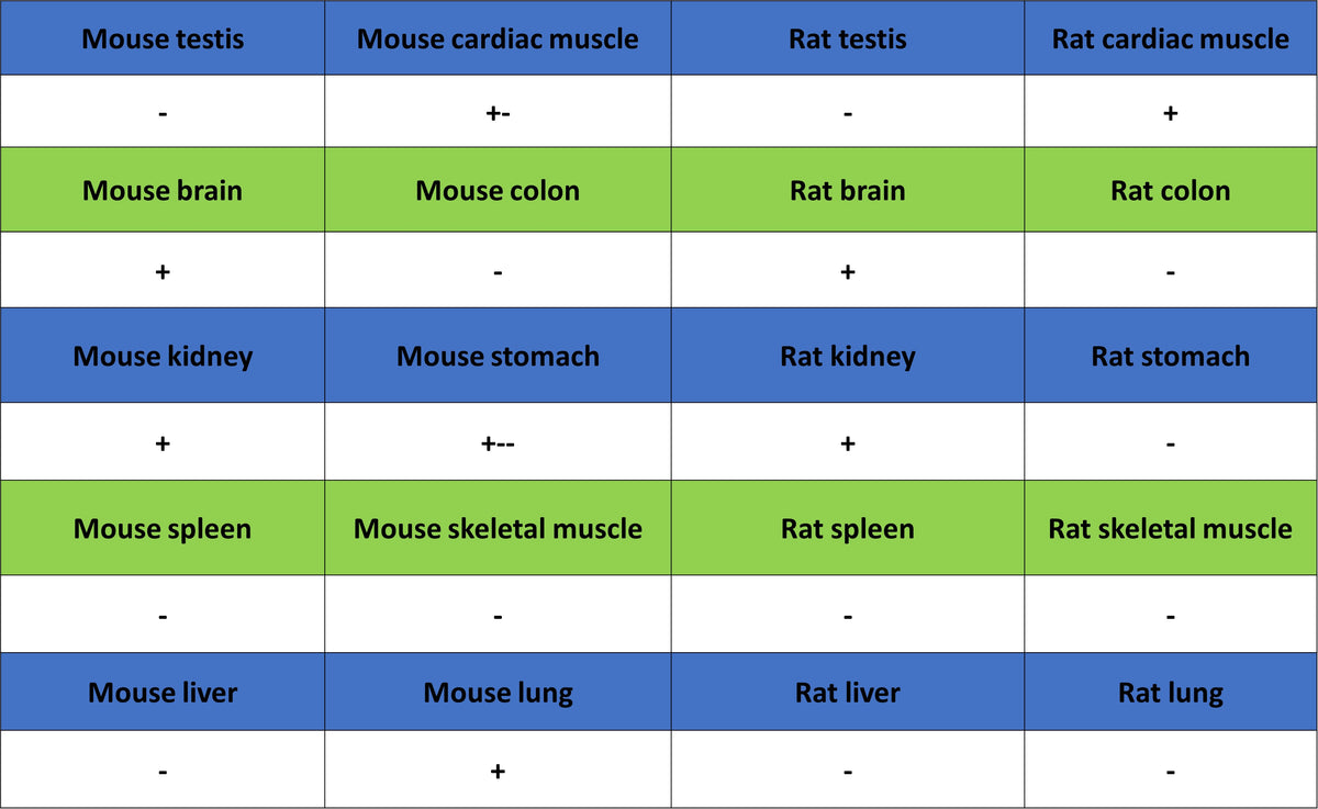 Nestin Recombinant Rabbit mAb (S-3890-112)