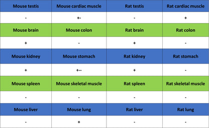 Nestin Recombinant Rabbit mAb (S-3890-112)