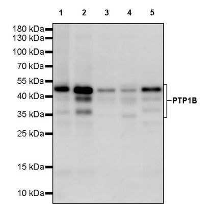 PTP1B Rabbit Polyclonal Antibody