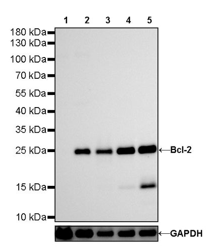 S-RMab® Bcl-2 Recombinant Rabbit mAb,PBS Only (SDT-R160)