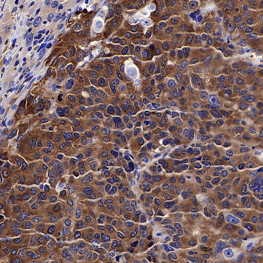 HSP90 alpha/beta Recombinant Mouse mAb (S-5282)
