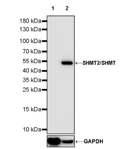 SHMT2/SHMT Rabbit Polyclonal Antibody