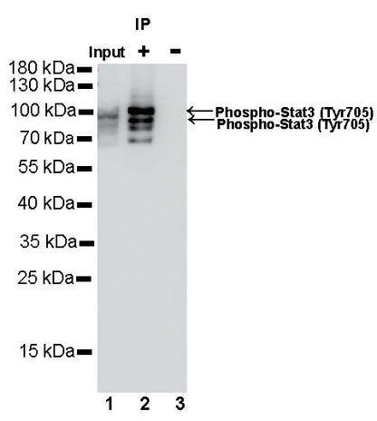 Phospho-Stat3 (Tyr705) Recombinant Rabbit mAb (S-515-360)