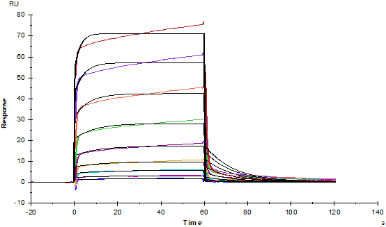 Biotinylated Fc γ RIIa/CD32a(H167) Avi&His Tag Protein, Human