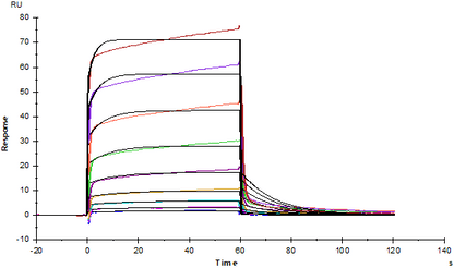 Biotinylated Fc γ RIIa/CD32a(H167) Avi&His Tag Protein, Human