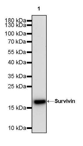 Survivin Recombinant Rabbit mAb (S-2334-26)