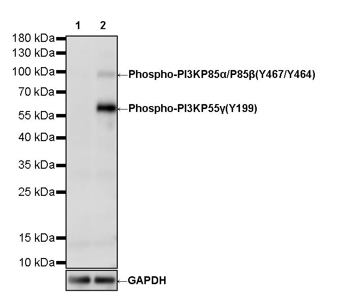 Phospho-PI3KP85α/P55γ/P85β-Y467/Y199/Y464 Recombinant Rabbit mAb