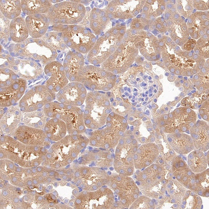GPHN Recombinant Rabbit mAb (S-3167-63)