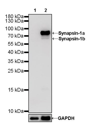 Synapsin-1 Recombinant Rabbit mAb (S-550-7)