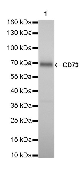 CD73 Recombinant Rabbit mAb (SDT-218-52)